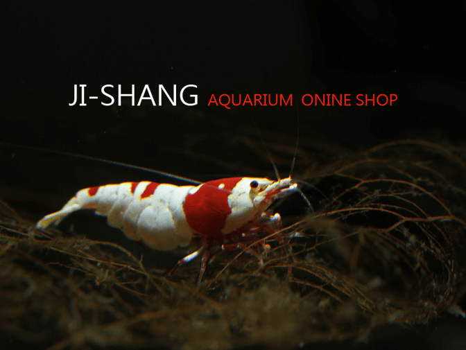 極上水族坊網頁製作案例介紹 極上水族坊網頁製作案例介紹